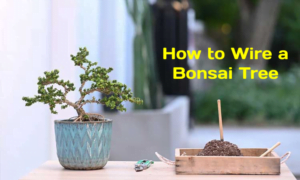 bonsai wire