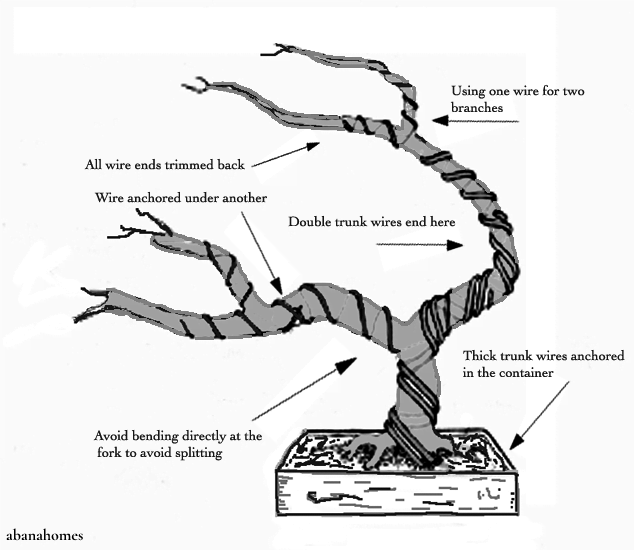 How to Wire and Shape a Bonsai: A Complete Beginners Guide