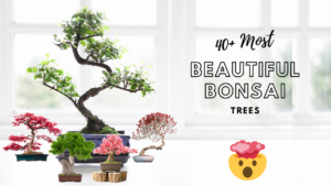 Beautiful Bonsai Trees