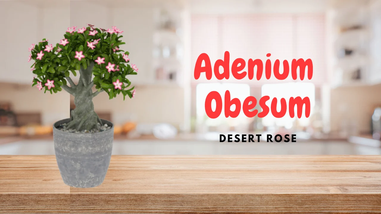 Adenium obesum, la rose du désert - Hortus Focus I mag