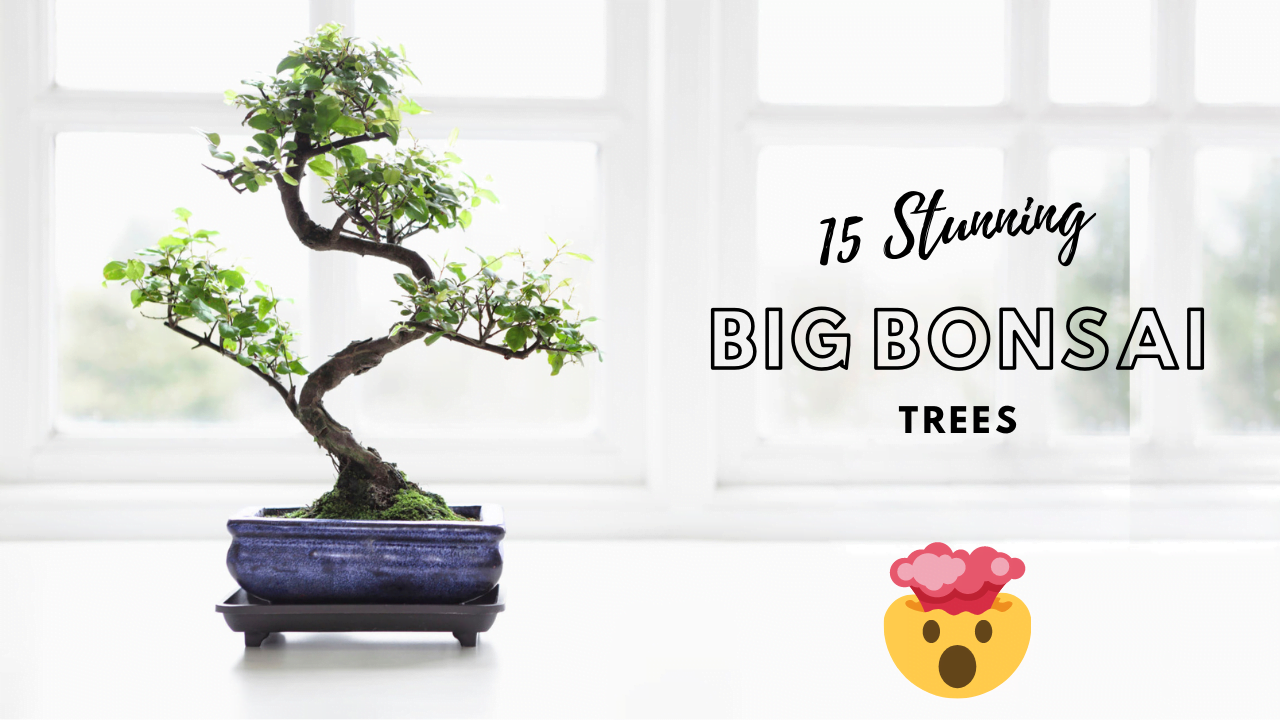 Big Bonsai Tree