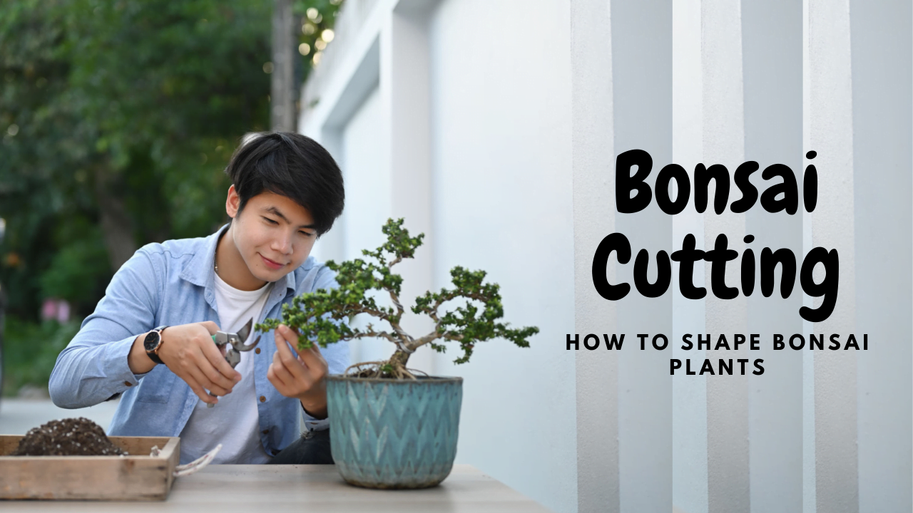 Bonsai Cutting