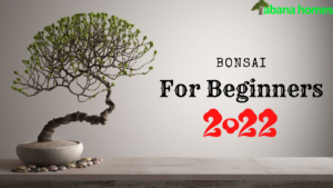 Bonsai for Beginners