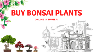 Buy Bonsai Plants Online In Mumbai