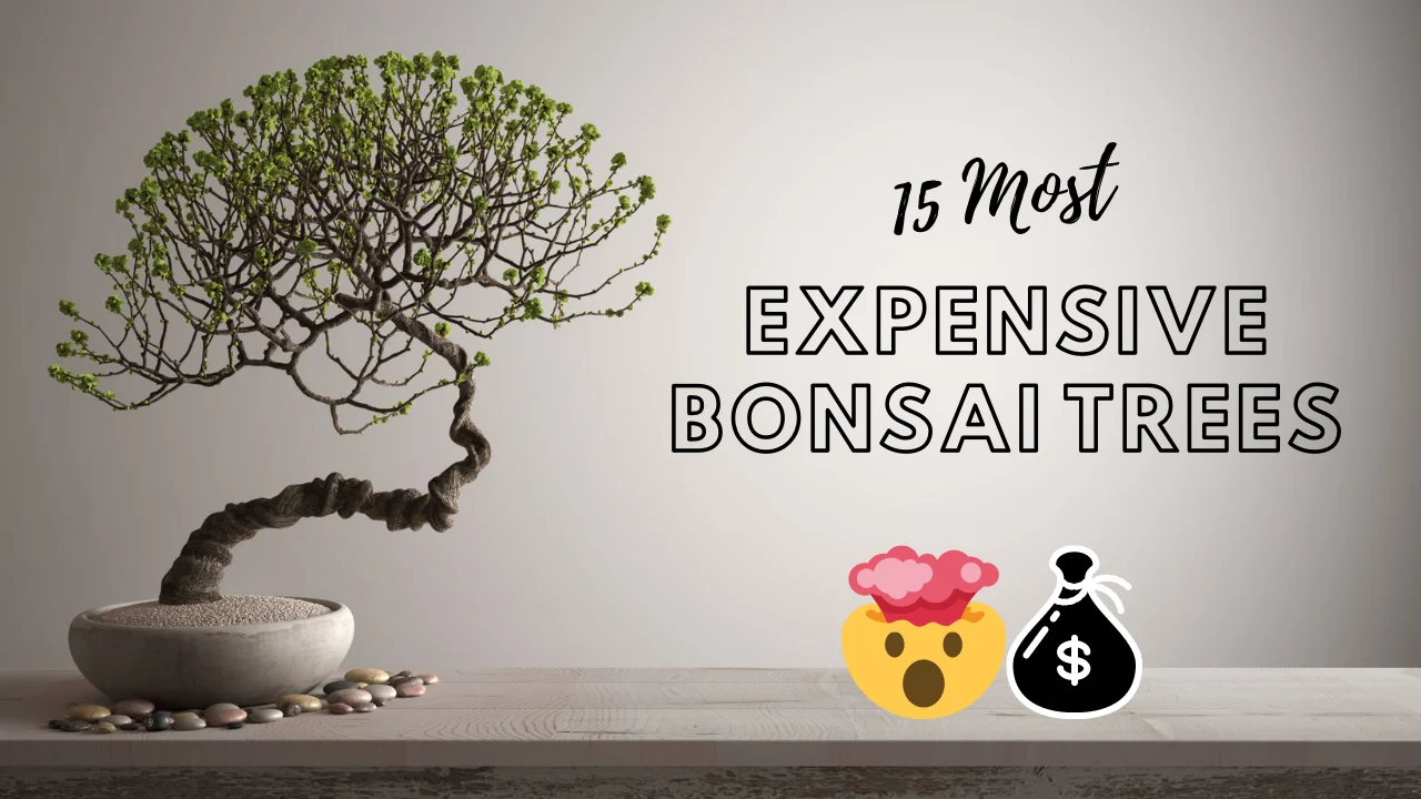 Expensive Bonsai Trees