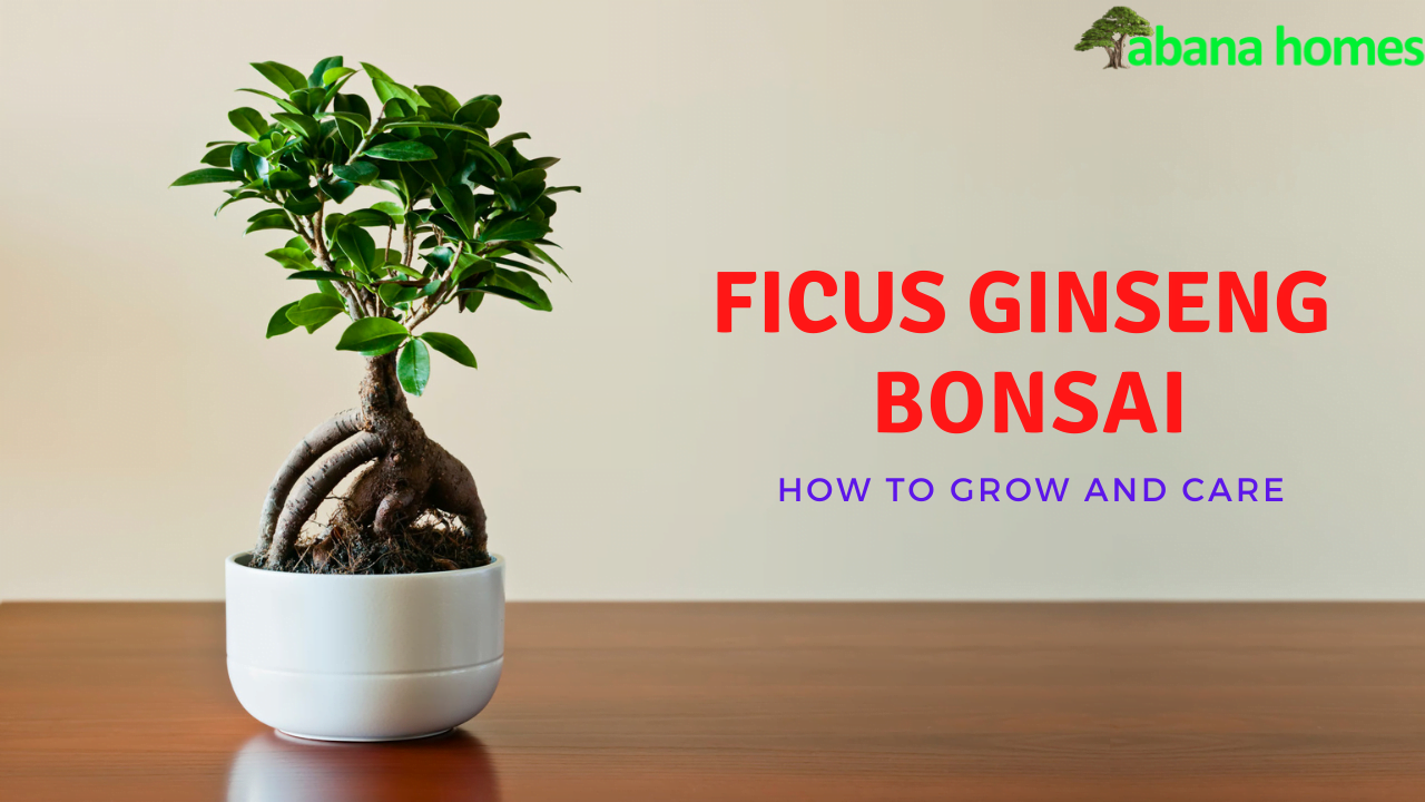 Ficus Ginseng Bonsai Trees: A Beginner's Guide To Growing And Caring