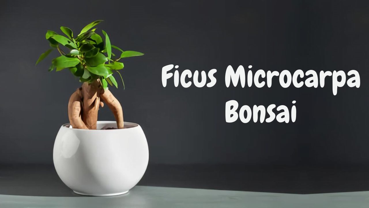 The Benefits of Bonsai Microcarpa for Beginners