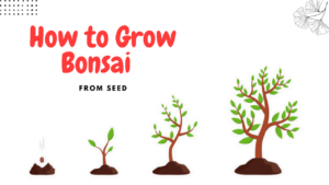 Bonsai From Seed