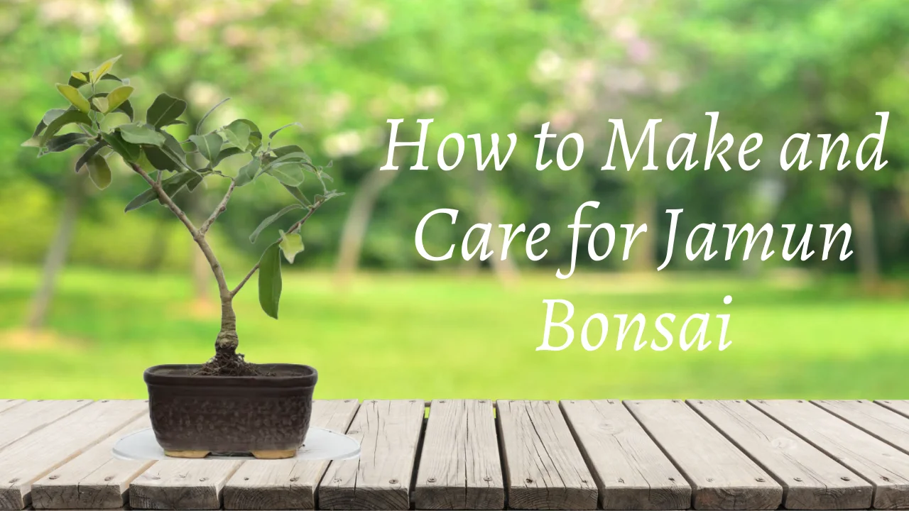 How to make Bonsai Pots under 50 Rupees