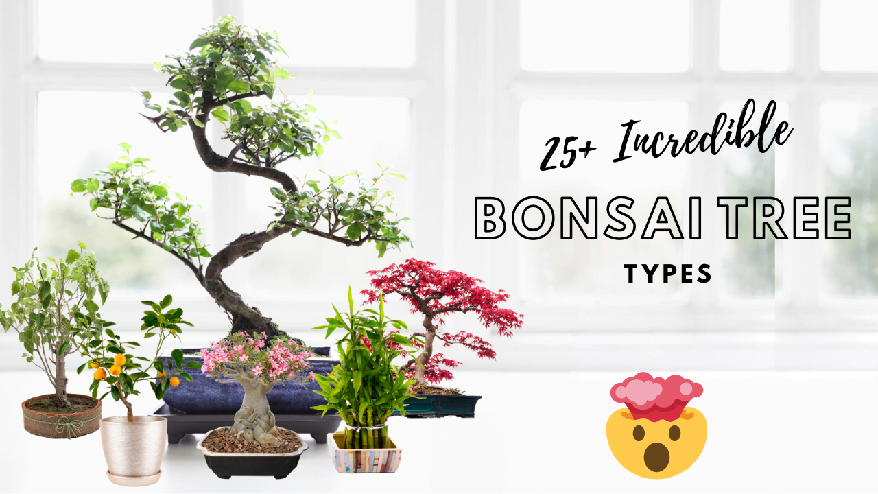 20+ Incredible Types of Bonsai Trees