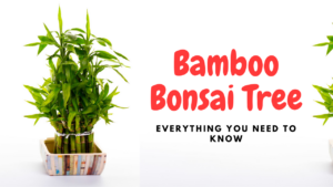 bamboo bonsai tree