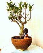 miralia ficus 2