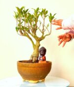 miralia ficus 21