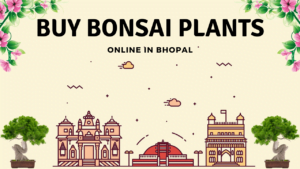 bonsai plants in bhopal