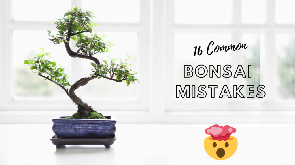 Bonsai Mistakes