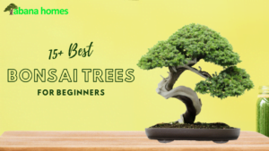 15 Best Bonsai Trees for Beginners