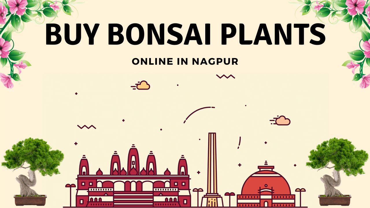 Bonsai Plants in Nagpur