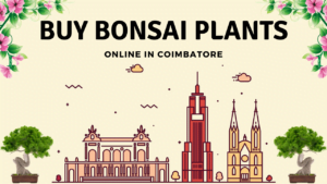 Bonsai Plants in Coimbatore