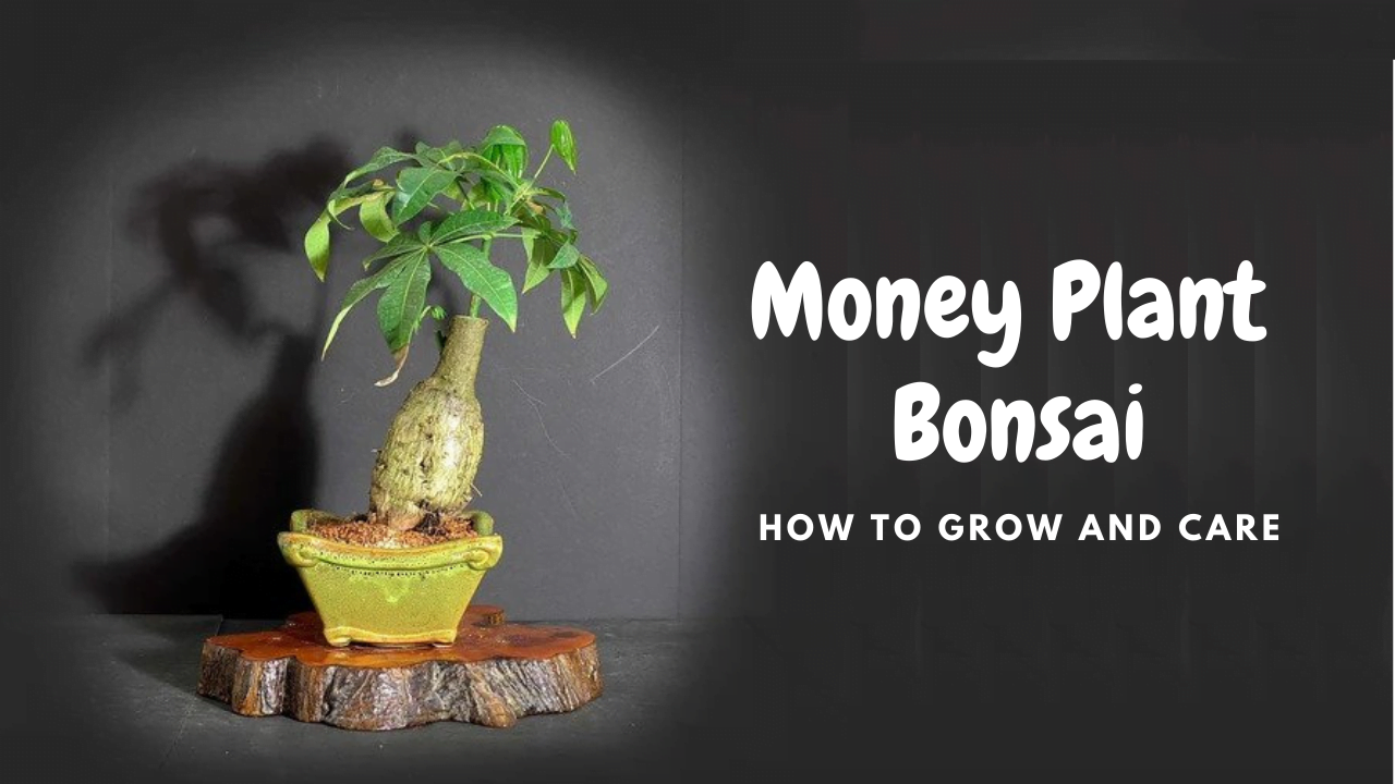 money tree plant bonsai