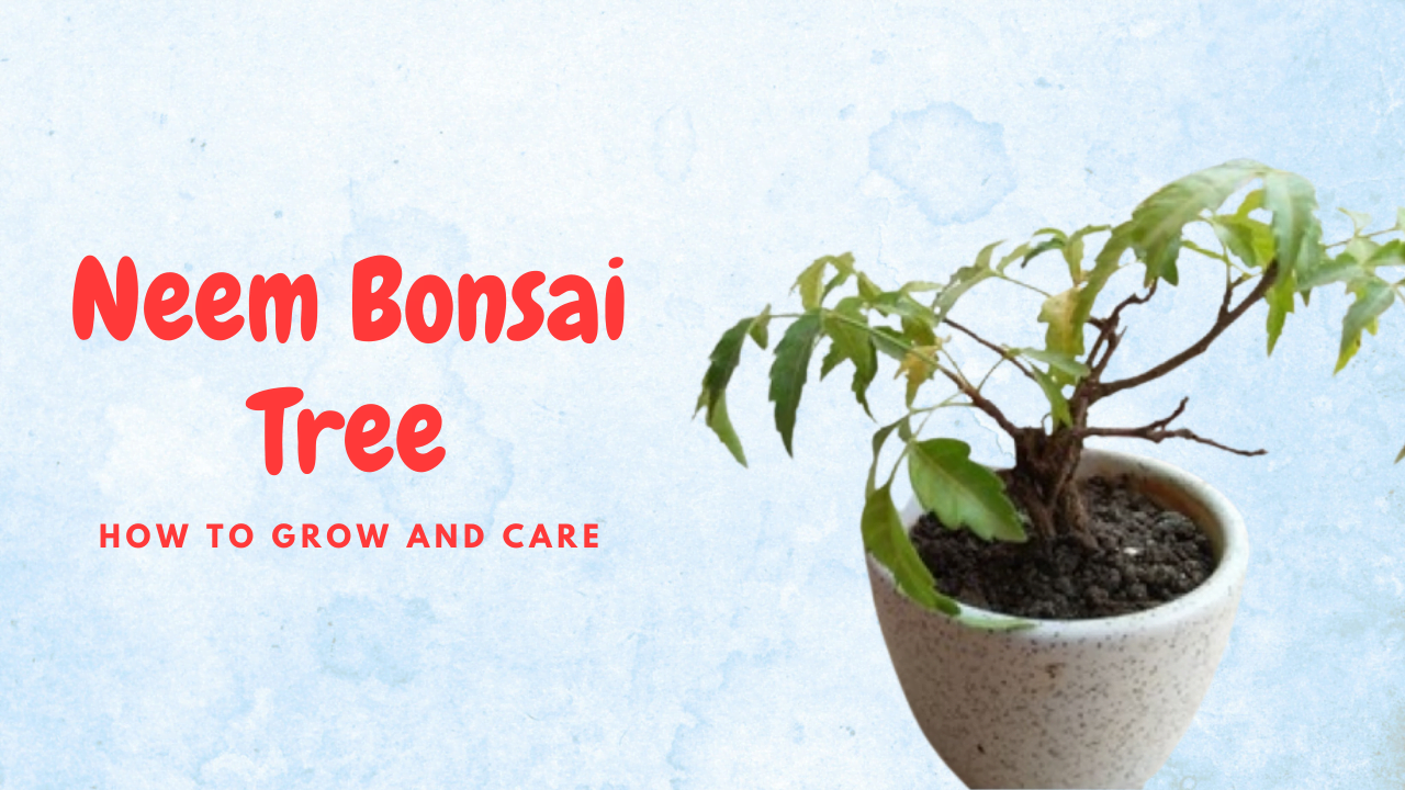 Buy Bonsai Tree Starter Kit grow Your Own Bonsai Trees From Seeds Online in  India 