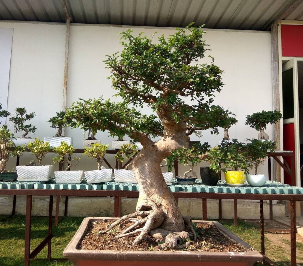 bonsai tree, ficus tree bonsai imported from thailand 4-5 fett