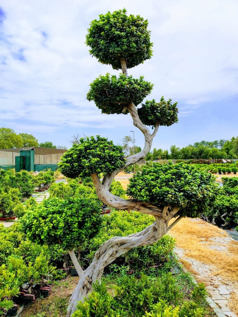 bonsai tree, ficus tree bonsai imported from thailand 15 feet in height