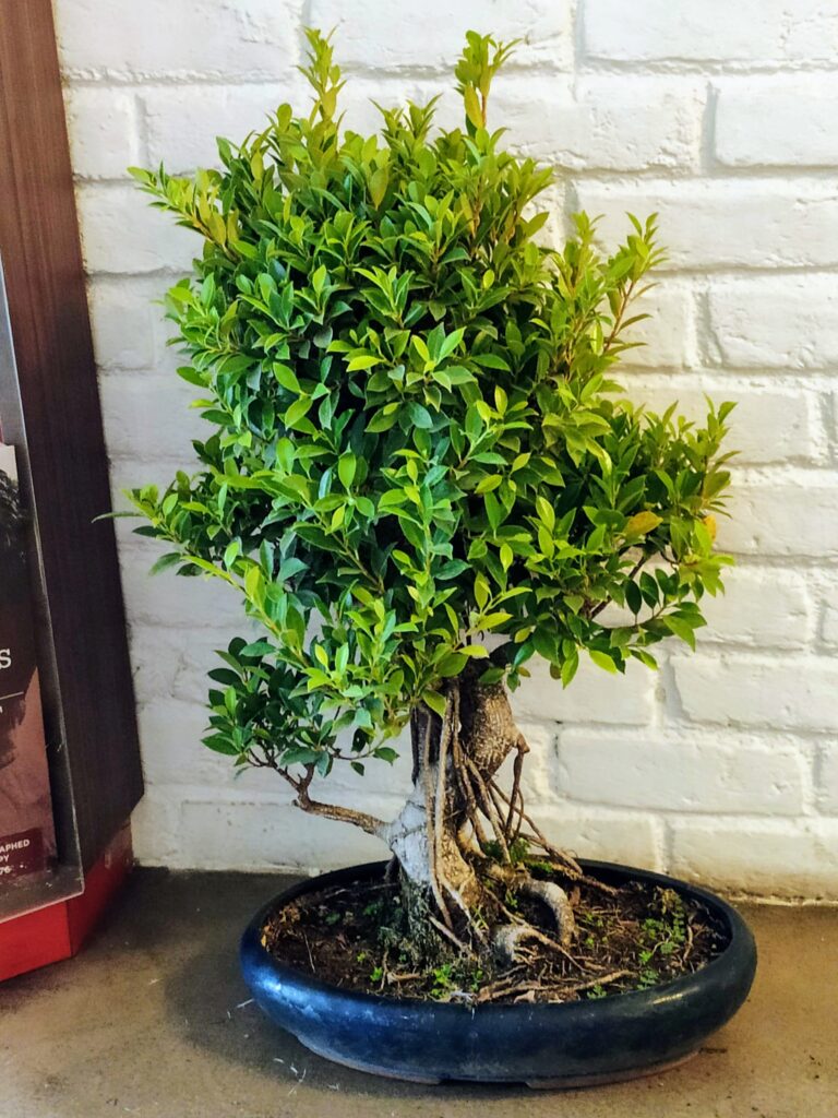 bonsai tree, ficus tree bonsai imported from thailand 2-3 feet in height