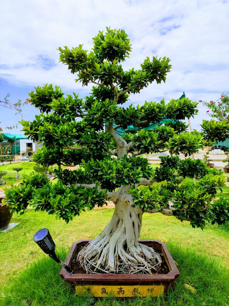 bonsai tree, ficus tree bonsai imported from thailand 6 feet in height