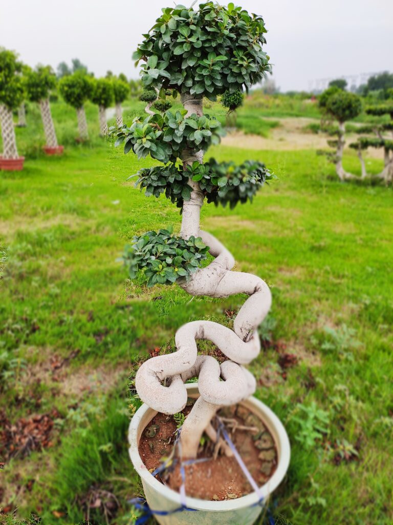 bonsai tree, ficus tree bonsai imported from thailand 4 feet in height