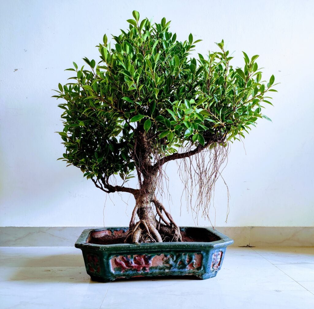 bonsai tree, ficus tree bonsai imported from thailand 2.5 feet in height