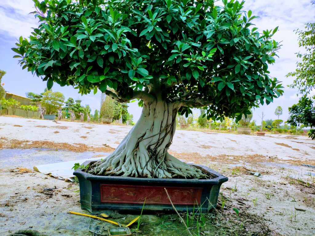 bonsai tree, ficus tree bonsai imported from thailand 6 feet in height