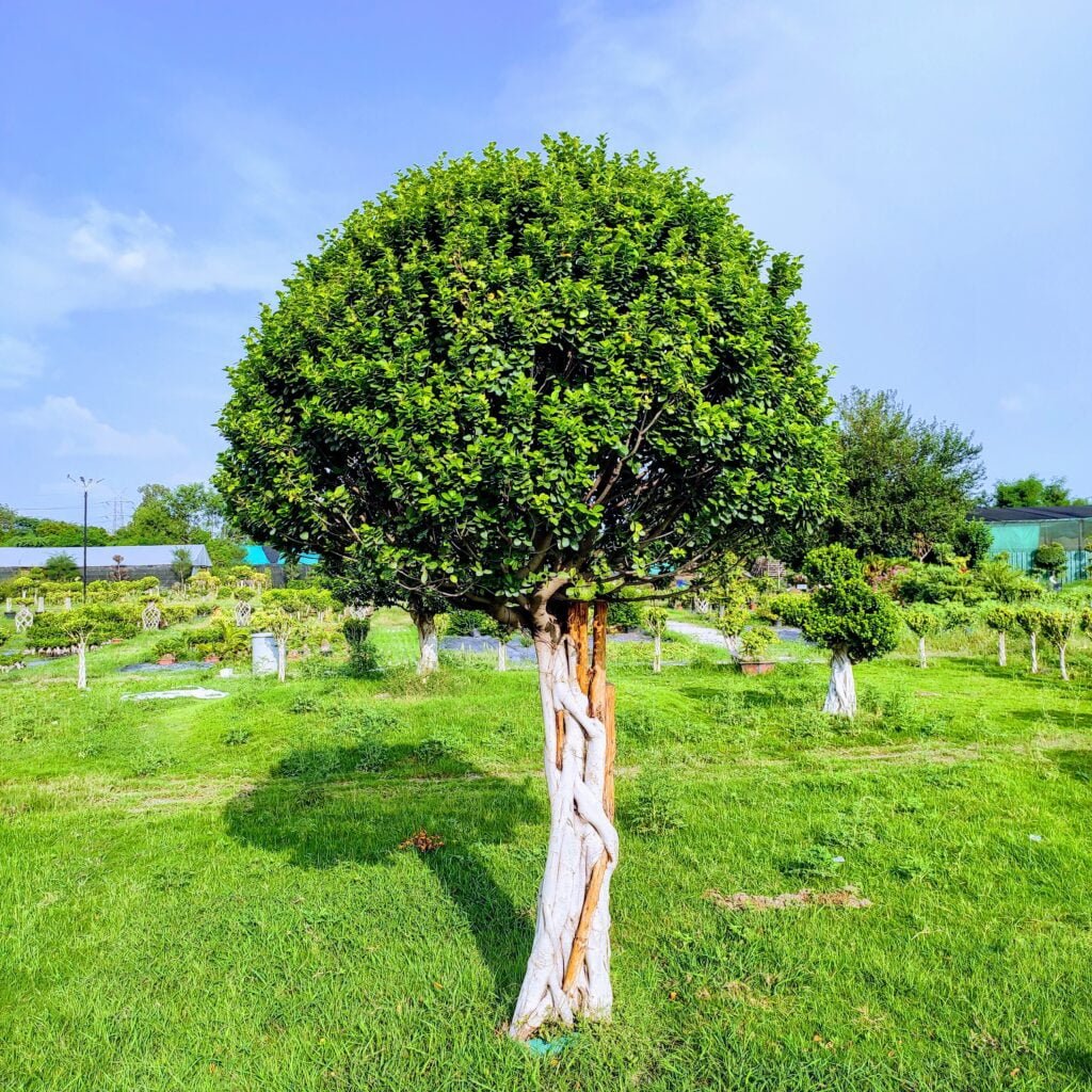 bonsai tree, ficus tree bonsai imported from thailand 8 feet in height