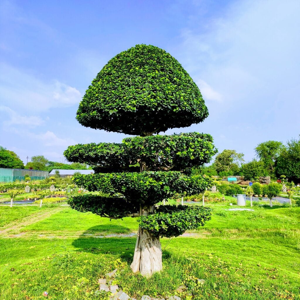 bonsai tree, ficus tree bonsai imported from thailand 8 feet in height