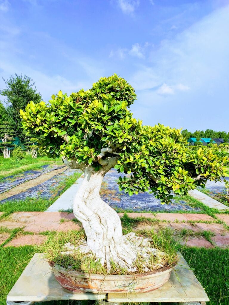 bonsai tree, ficus tree bonsai imported from thailand 4 feet in height