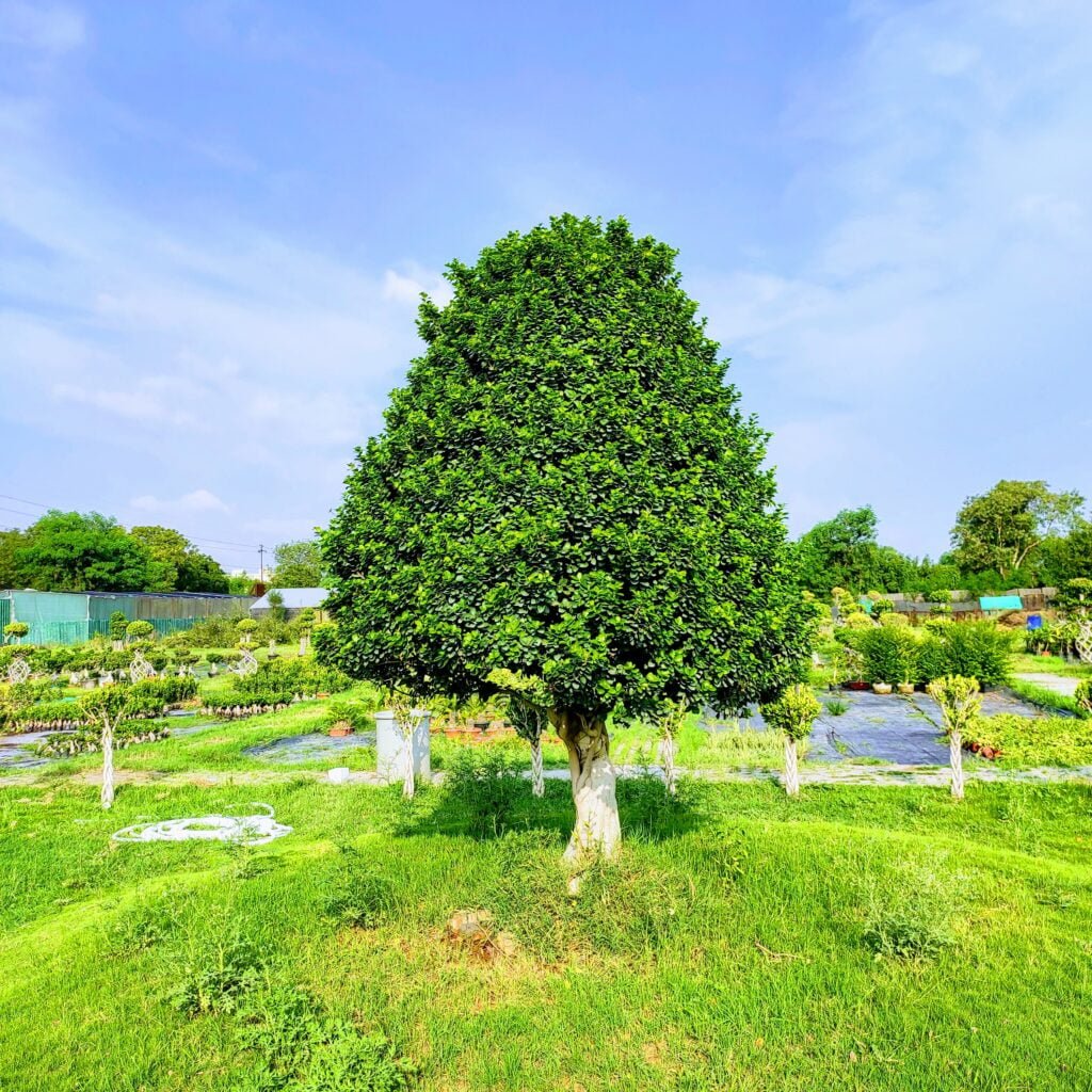 bonsai tree, ficus tree bonsai imported from thailand 8 feet in height