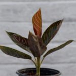 Aglaonema-Rotundum-1