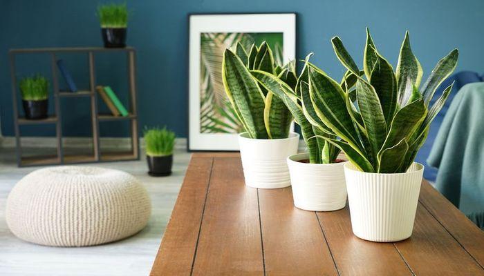 Benefits-of-snake-plant