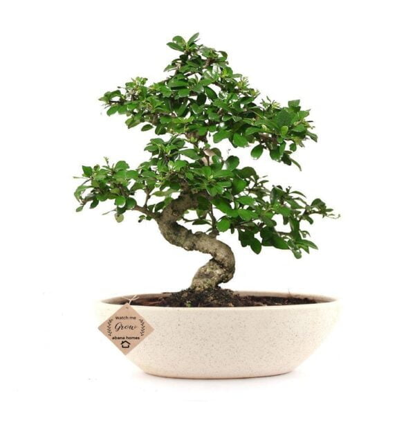 Carmona Bonsai Plant Care Guide