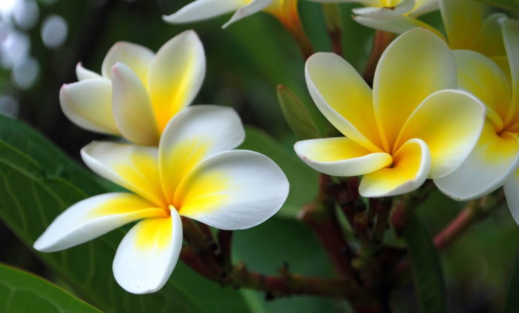 Champa Flower Plant - How To Grow, Care & Benefits