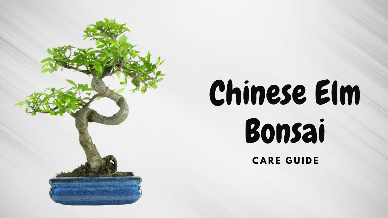 The Ultimate Guide to Chinese Elm Bonsai: Selecting, Growing, and Caring for Your Bonsai