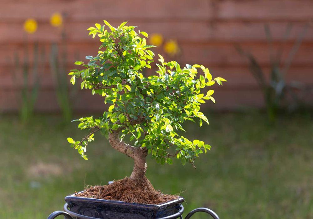 How to Care for Chinese Elm Bonsai Tree (Ulmus Parvifolia)