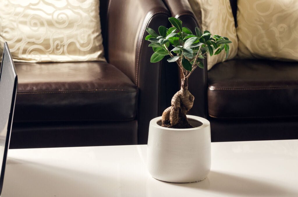 ficus bonsai