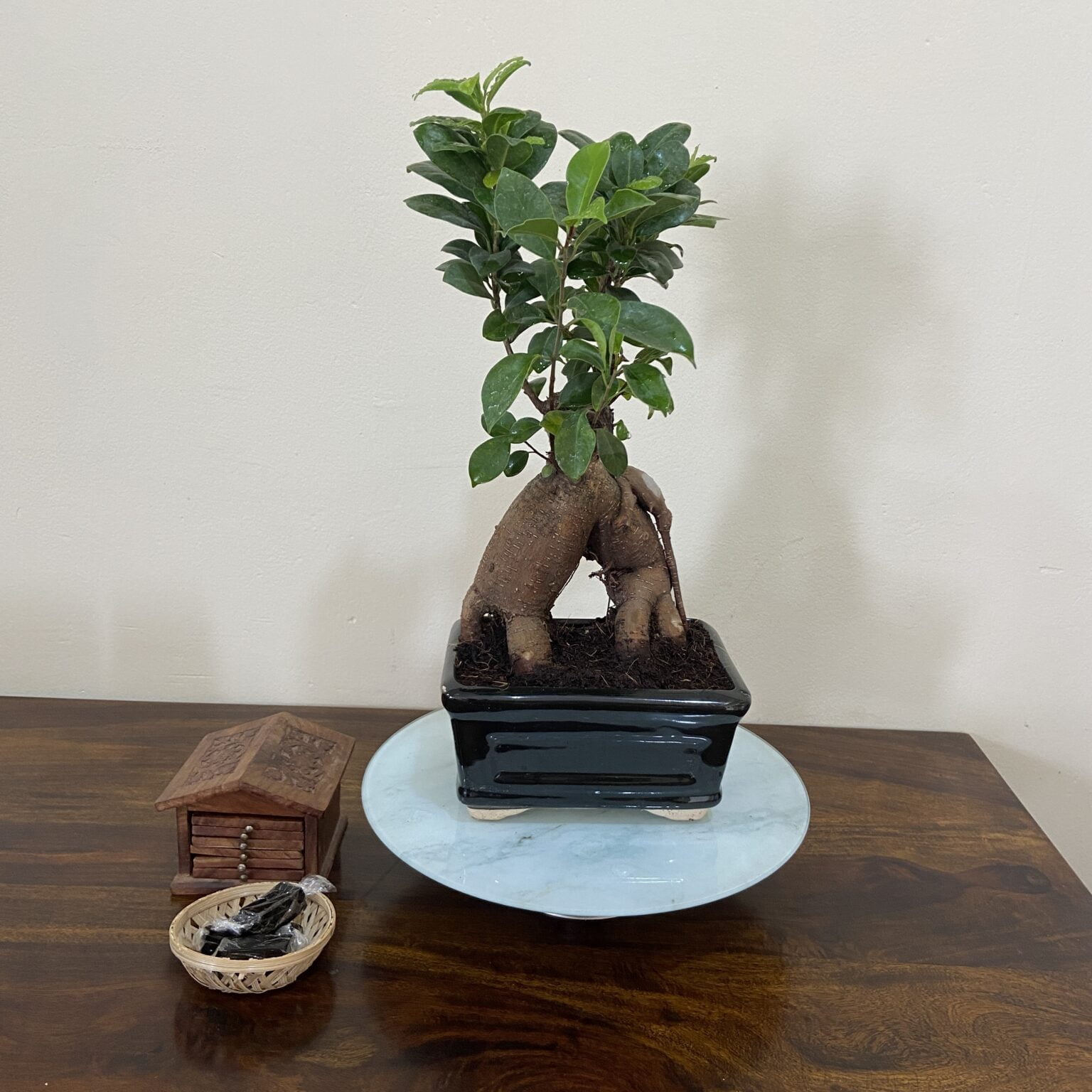 Buy Bonsai Plants, Indoor Plants & Home Decor - Abana Homes