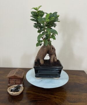 Ficus Bonsai Plant - 6 Years Old-1
