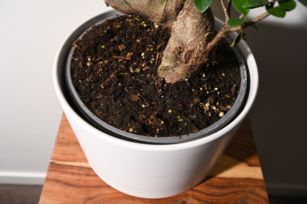 ficus bonsai fertilizing