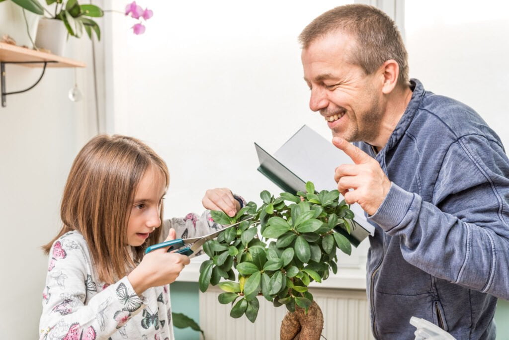 Ficus Bonsai pruning