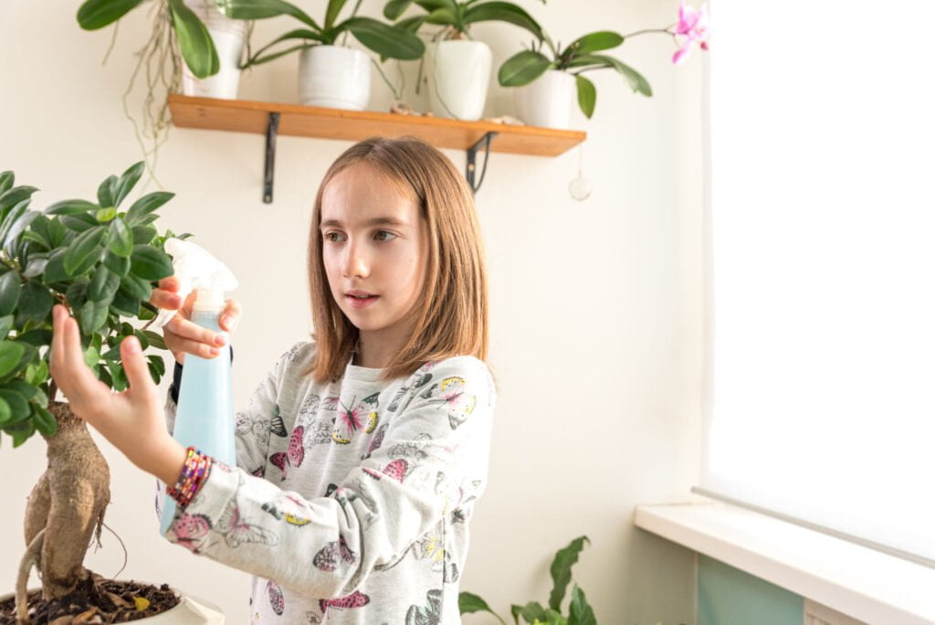 ficus bonsai watering