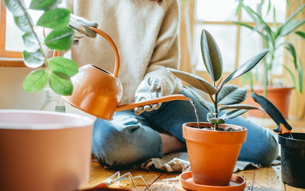 How to water Indoor Plants