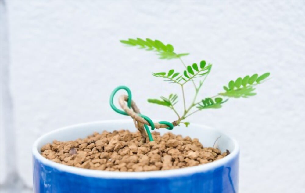 Cómo cultivar y cuidar un bonsái de tamarindo