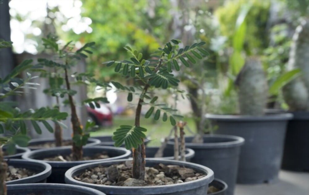How to Grow and Care For Tamarind Bonsai